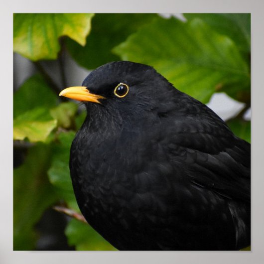 Schöner Blackbird Poster (Vorne)