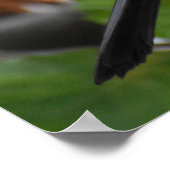 Schöner Blackbird Poster (Ecke)