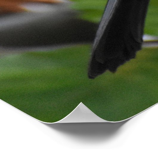 Schöner Blackbird Poster (Ecke)