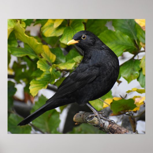 Schöner Blackbird Poster (Vorne)