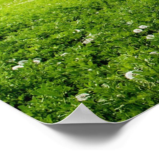 Schöner blauer Himmel und grünes Feld Poster (Ecke)