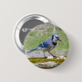 Schöner blauer Jayvogel Button (Vorne & Hinten)