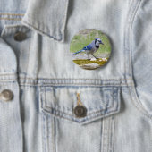 Schöner blauer Jayvogel Button (Beispiel)