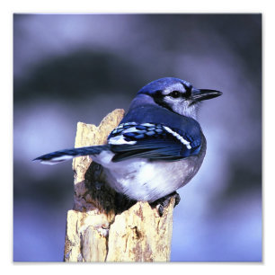 Schöner blauer Jayvogel Fotodruck