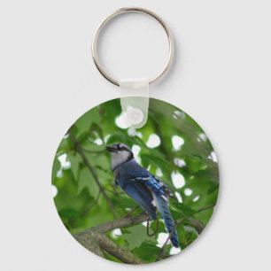 Schöner blauer Jayvogel Schlüsselanhänger