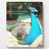 Schöner blauer männlicher Pfau Scheune EASEL Fotoplatte (Vorderseite)
