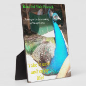 Schöner blauer männlicher Pfau Scheune EASEL Fotoplatte (Seite)