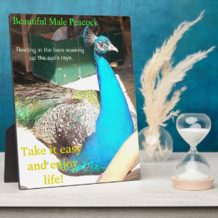 Schöner blauer männlicher Pfau Scheune EASEL Fotoplatte