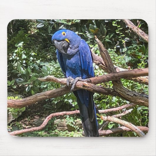 Schöner Blauer Papagei Mousepad (Vorne)