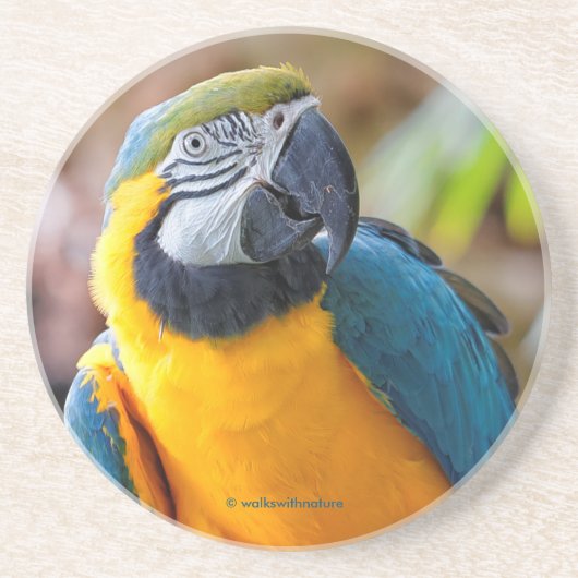 Schöner Blauer Papagei-Vogel Getränkeuntersetzer (Vorne)