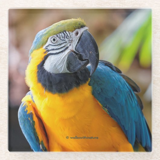 Schöner Blauer Papagei-Vogel Glasuntersetzer (Vorderseite)