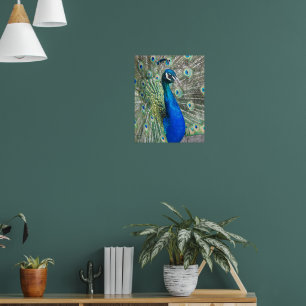 Schöner blauer Pfau fotografisch Poster