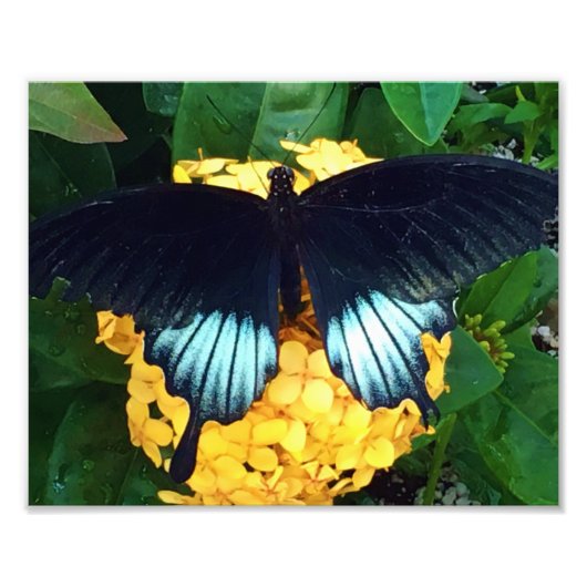 Schöner Blauer Schmetterling auf gelben Blumen Fotodruck (Vorne)