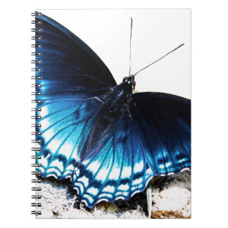 Schöner blauer Schmetterling Notizblock