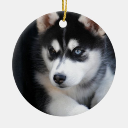 Schöner blaues Augen-sibirischer Husky 2 Keramikornament (Vorne)