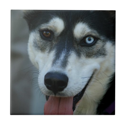 Schöner blaues Augen-sibirischer Husky Fliese (Vorderseite)