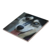 Schöner blaues Augen-sibirischer Husky Fliese (Seite)