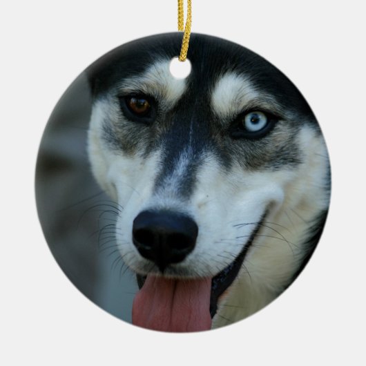 Schöner blaues Augen-sibirischer Husky Keramikornament (Vorne)