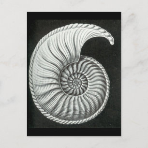 Schöner Bleistift gezeichnet Amaltheus ammonit Postkarte