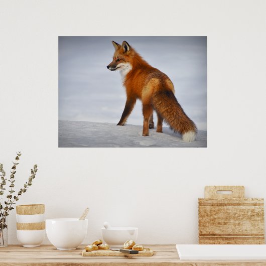 Schöner Blick Red Fox in Snow Poster (Küche)
