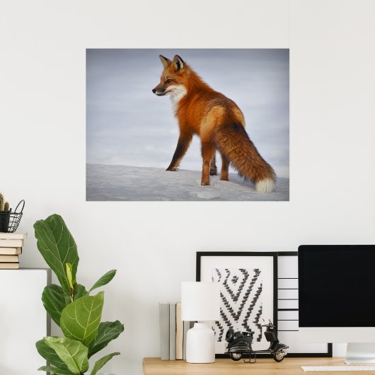 Schöner Blick Red Fox in Snow Poster (Heimbüro)