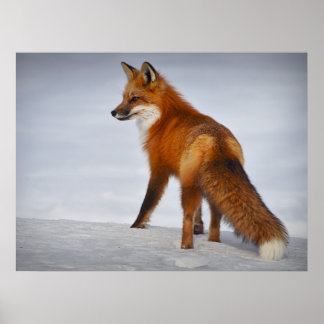 Schöner Blick Red Fox in Snow Poster