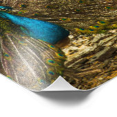 Schöner Blue Peacock mit offenen Schwanz Feathers Fotodruck (Ecke)