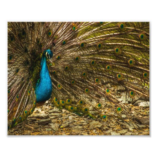 Schöner Blue Peacock mit offenen Schwanz Feathers Fotodruck (Vorne)