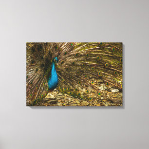 Schöner Blue Peacock mit offenen Schwanz Feathers Leinwanddruck