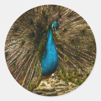 Schöner Blue Peacock mit offenen Schwanz Feathers Runder Aufkleber