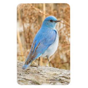 Schöner Bluebird Magnet