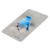 Schöner Bluebird Magnet (Linke Seite)