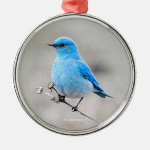 Schöner Bluebird Songbird am Strand Ornament Aus Metall