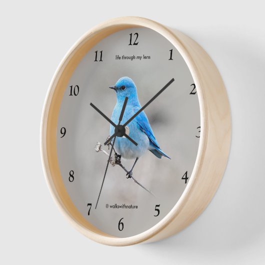 Schöner Bluebird Songbird auf Tansy Wanduhr (Winkel)