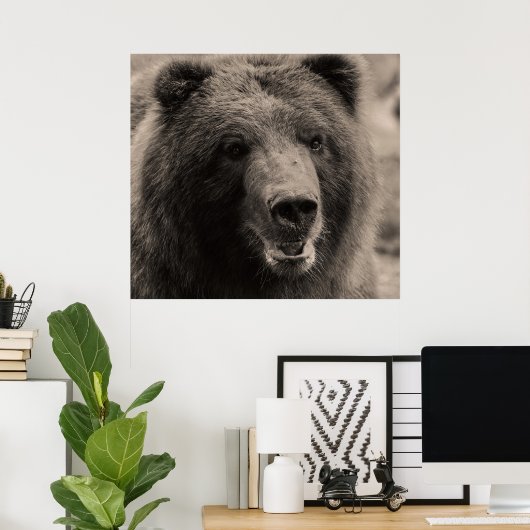 Schöner brauner Grizzlybär Poster (Heimbüro)