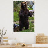 Schöner brauner Grizzlybär Poster (Küche)