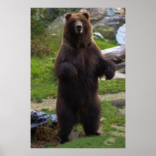 Schöner brauner Grizzlybär Poster (Vorne)