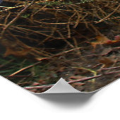 Schöner brauner Grizzlybär Poster (Ecke)