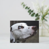 Schöner brauner und weißer Dalmatiner Postkarte (Stehend Vorderseite)
