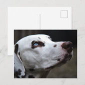 Schöner brauner und weißer Dalmatiner Postkarte (Vorne/Hinten)