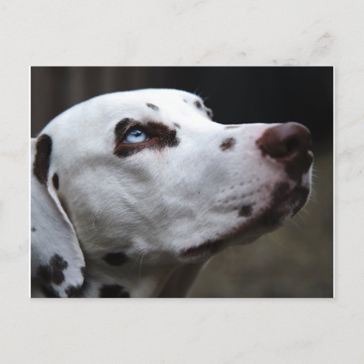 Schöner brauner und weißer Dalmatiner Postkarte (Vorderseite)