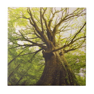 Schöner Buchen-Baum Fliese