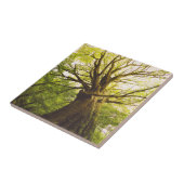 Schöner Buchen-Baum Fliese (Seite)