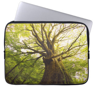 Schöner Buchen-Baum Laptopschutzhülle