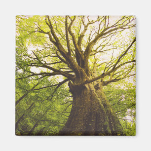 Schöner Buchen-Baum Magnet