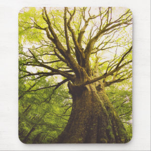 Schöner Buchen-Baum Mousepad