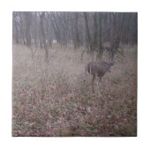Schöner Buchsbummel im Wald Fliese (Vorderseite)
