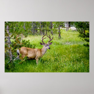 Schöner Buck im Wiese Poster