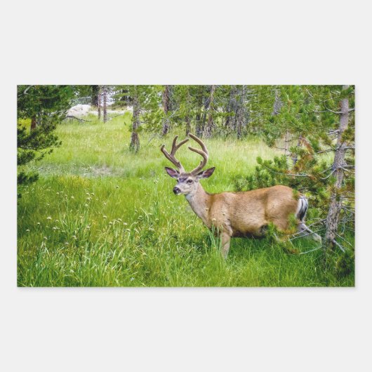 Schöner Buck im Wiese Sticker (Vorderseite)