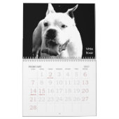 Schöner Bullys 2011 Hundekalender Kalender (Feb 2027)